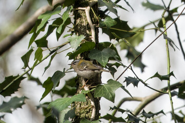  the common firecrest regulus ignicapilla perched on ivy in a tree