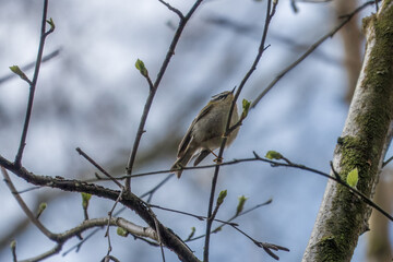  the common firecrest regulus ignicapilla perched in a tree with a blurred background