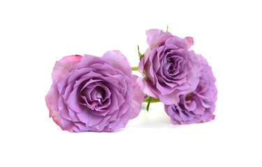 Bunch of rosy roses isolated on white
