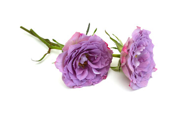 Bunch of rosy roses isolated on white