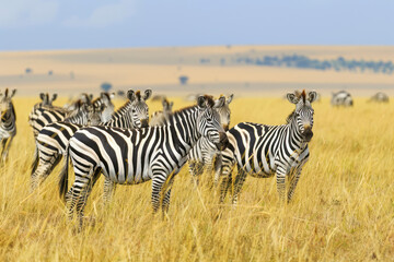 Fototapeta na wymiar A dazzle of zebras grazes peacefully on the golden plains of the Serengeti.