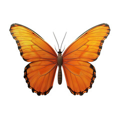 butterfly isolated on white