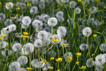 Campo di fiori misti bianchi e gialli