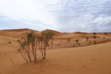 Fototapeta na wymiar Some barren shrubs grow in the inhospitable landscape of the Sahara desert