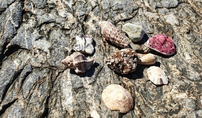Shells and sea stones on a rocky seashore