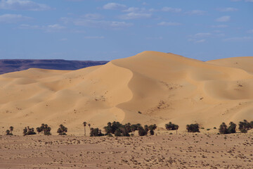 A monster dune is growing in the Sahara Desert with an Palm Oasis in front