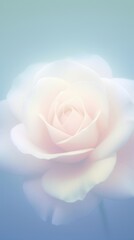 Blurred gradient White rose backgrounds flower petal.