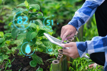 Farmer using a digital tablet examining plants health, growing crops of organic food or vegetation...