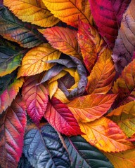 Colorful autumn leaves as a background. Selective focus.