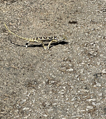 frog on the ground