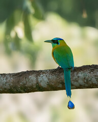 Motmot on a branch under shade