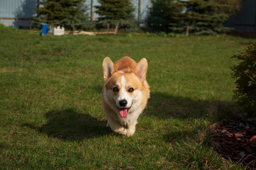 Funny Pets, Fun Baby Corgi.