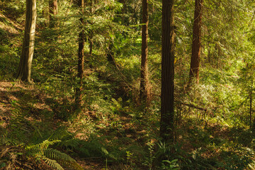 A sunlit sequoia forest. Russia, Krasnodar Territory, Sochi, Arboretum.
