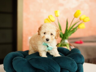 Cute playful toy poodle puppy resting on a dog bed. A small charming dog with funny ears lies in a...