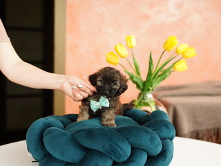 Cute playful toy poodle puppy resting on a dog bed. A small charming dog with funny ears lies in a...