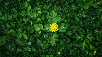 A yellow flower in a lush meadow