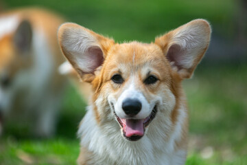 puppy  corgi on grass