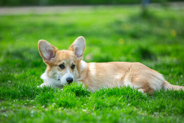 puppy  corgi on grass