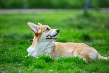puppy  corgi on grass