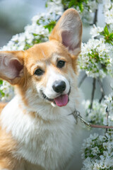 Corgi in spring flowers