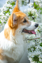 Corgi in spring flowers