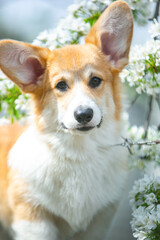 Corgi in spring flowers