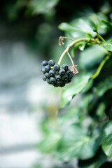 blackberry bush in the forest