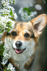 Corgi in spring flowers
