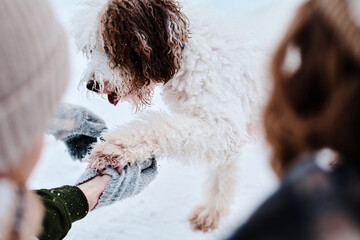 High angle view of lagotto romagnolo dog giving paw to one of its unrecognizable owners during walk...