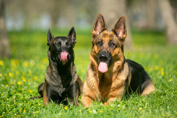 German and Belgian shepherds lie in the grass