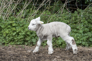 cute lamb young sheep with nettles in the background - obrazy, fototapety, plakaty