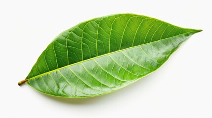 Obraz premium Close-up of green leaf on white surface