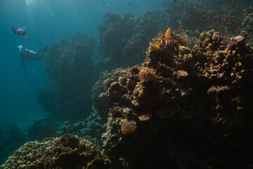 Naklejka na ściany i meble Red Sea Diving in Egypt