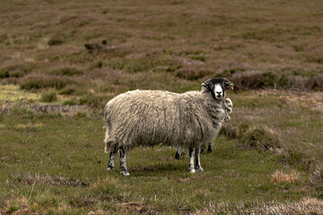 Wooly sheep in the moors