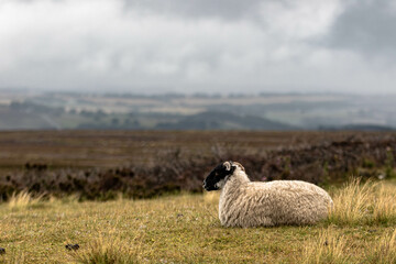 Wooly sheep in the moors