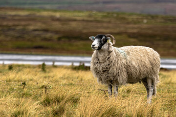 Wooly sheep in the moors