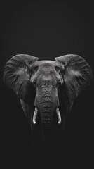 Elephant wild animal background in high resolution