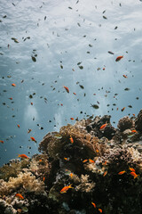 Red Sea Diving in Egypt © Catherine