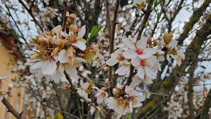 Almond blossom, Prunus dulcis branch on a tree in spring