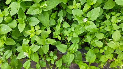 Vibrant Chickweed Groundcover
