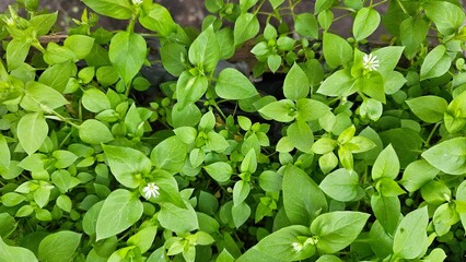 Vibrant Chickweed Groundcover