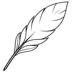 feather vector illustration