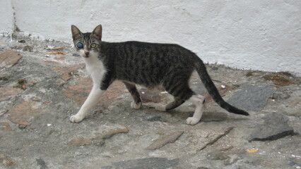 Odd-eye street cat in Brazil