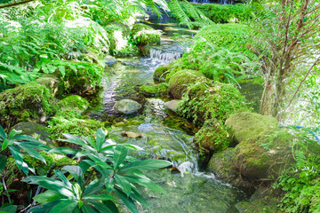 Rain forest with waterfall and mist,Smoke in nature park,stream and tropical plants and rocks covered in moss being misted,no people,copy space.