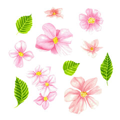 watercolor pink flowers and green leaves clip art, white background, cute style, simple design, with a pink color palette, featuring different sizes of blossoms and shapes of petals, clipart style