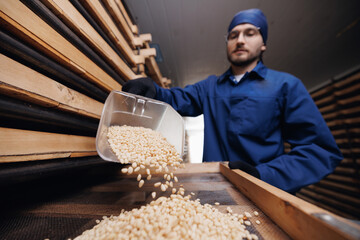 Worker control quality of cedar pine nuts in drying room. Concept Technology in Ecological food...