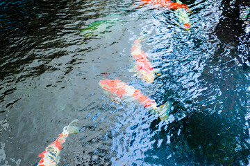 Japan koi fish swimming in a black pond,River pond decorative orange underwater fishes...