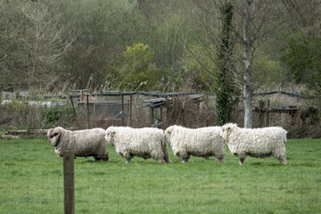 four woolly sheep standing in a row - obrazy, fototapety, plakaty