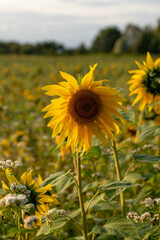 sunflowers in a sunflower field at golden hour