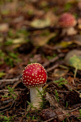 Amanita muscaria, Fly agaric red toadstool mushroom growing in the forest
